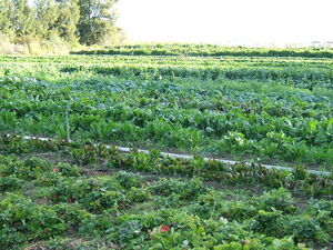 800px-Organic-vegetable-cultivation