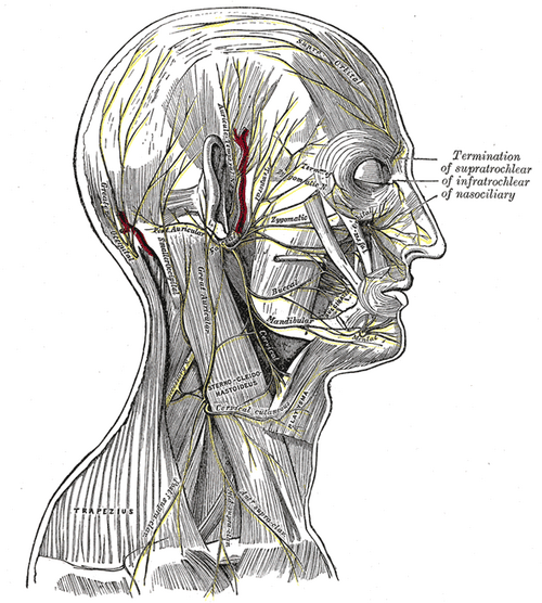 Greater Auricular Nerve Psychology Wiki