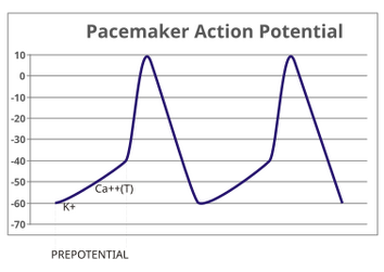 Pacemaker potential