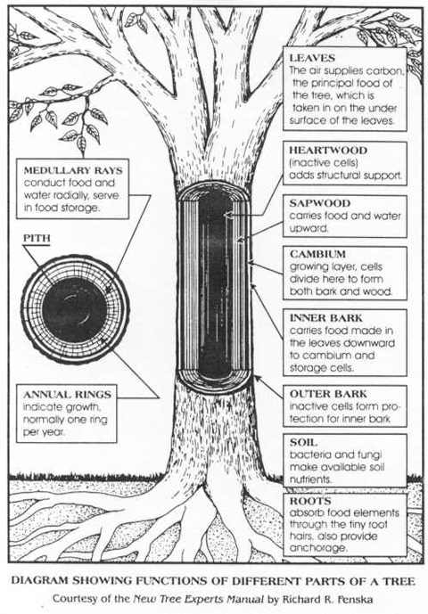 Parts Of A Tree Nature Wiki