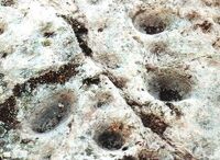 Moelfica
