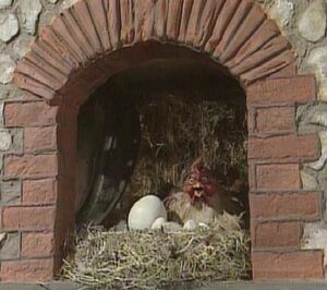 Humpty-hen