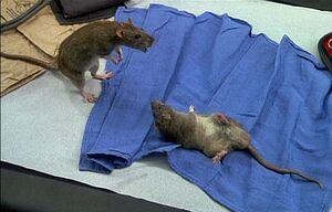 Rats-drdolittle