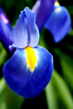 Blueiris-2031