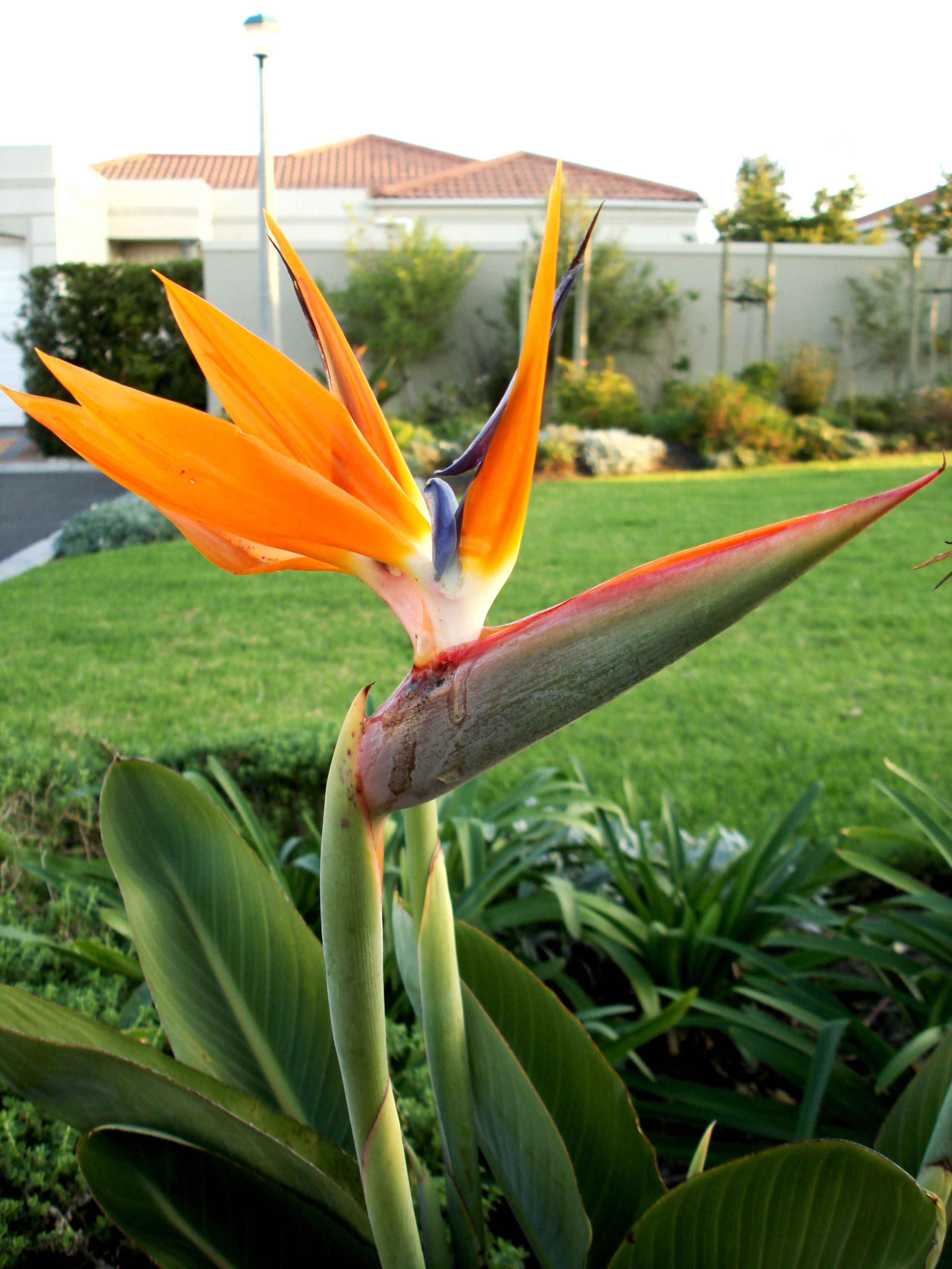 bird-of-paradise-flower-symbolism-wiki