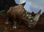 Wooly Rhino Calf