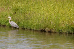 Sanctuary heron-6209