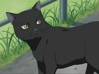 Yoruichi Katze