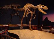 Tyrannosaurus Jane