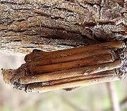 Bagworm Case