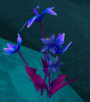 Winter Hyacinth