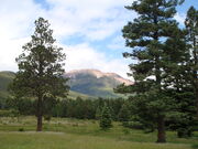 Baldy