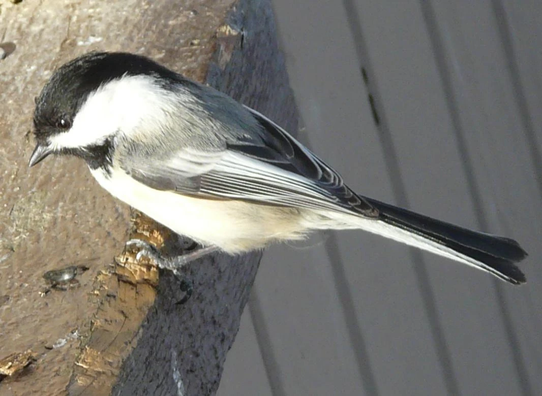 Perching Birds Wildlife of Alberta Wiki