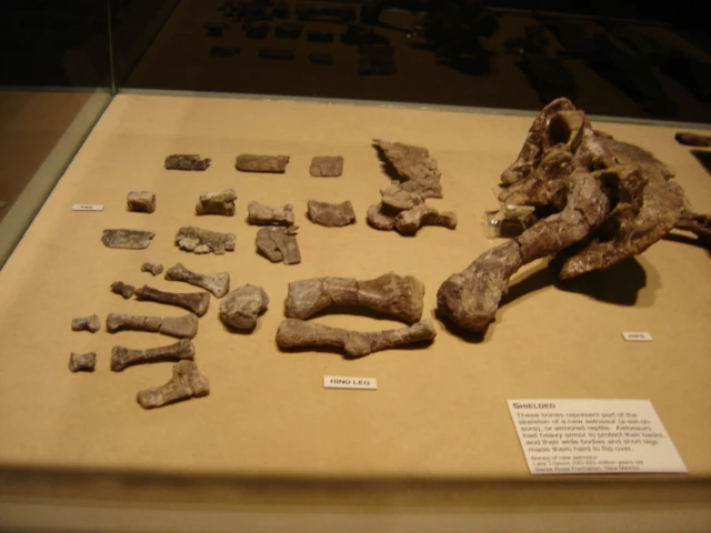 Aetosauria Fossil Wiki, the paleontology wiki