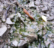 Cyanobacterial mat
