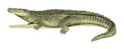 Purussaurus BW
