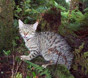 Bluestar in ThunderClan territory
