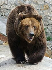 Brown bear, Russia