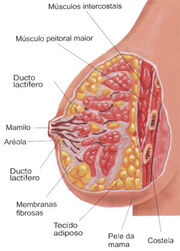 Anat mama2
