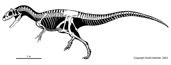 skeleton allosaurus