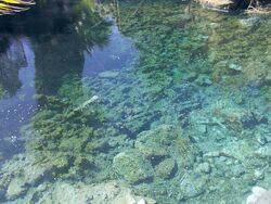 The spring water