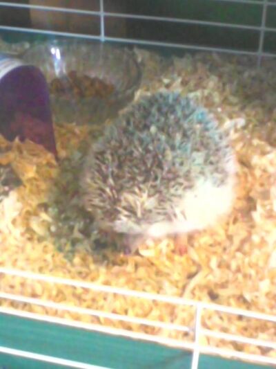 Real-Life Sonic