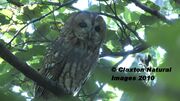 TAWNY OWL