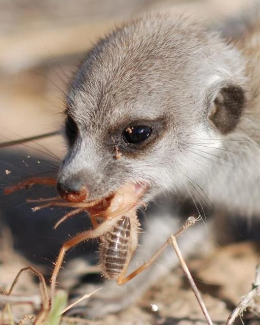 Image Meerkat pup eating a prey item.jpg Meerkats Wiki
