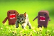 RUN KITTEN, RUN!!!