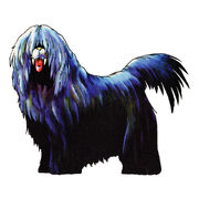 Hairy Jack