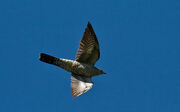 Cuckoo in flight