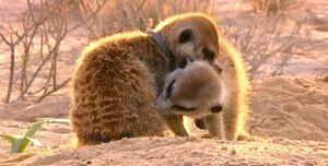 Flower and Zaphod Meerkat Manor