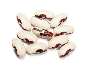 European soldier bean