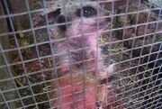 Meerkat Pet 2