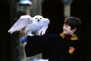 HarryHedwig-1-