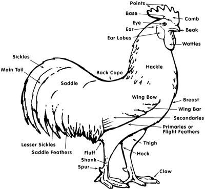 Chicken anatomy