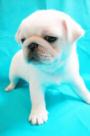 Pug3