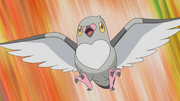 Ash Pidove