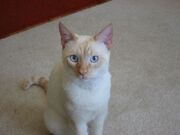 Flame point siamese