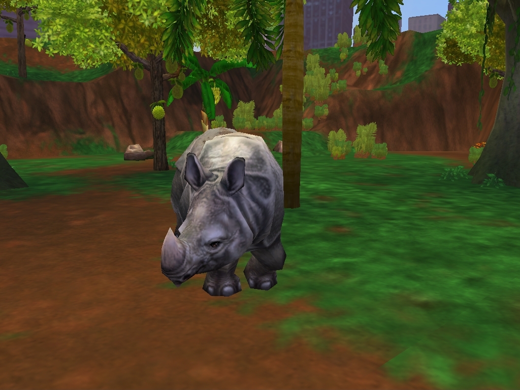 Javan Rhinoceros