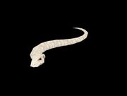Albino snake companion 12b