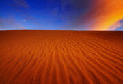 Desert Beauty