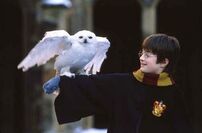 Harry-potter-edvige