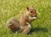 Squirrel-5