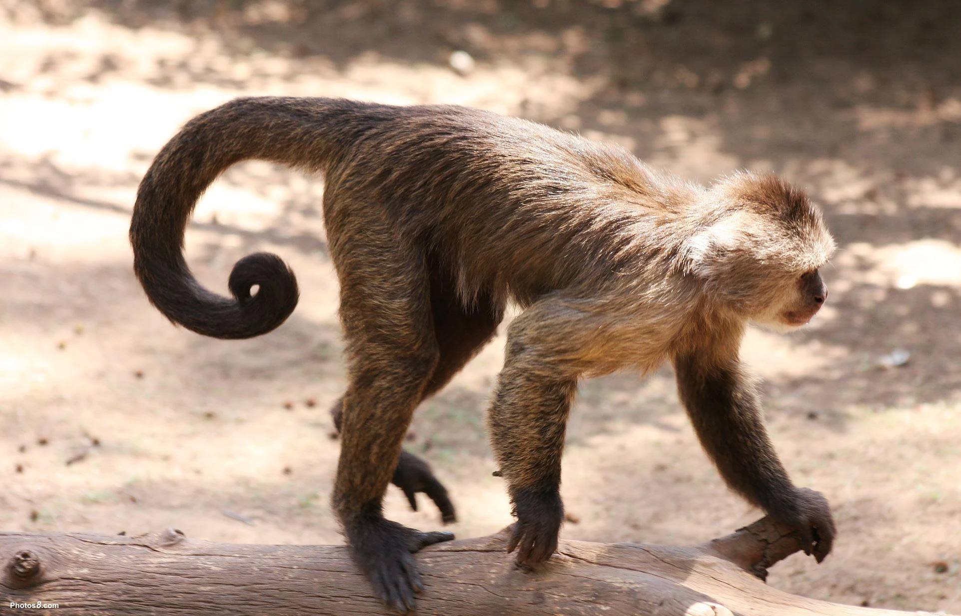Monkey.jpg