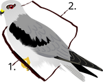 Black-shouldered Kite underupperparts