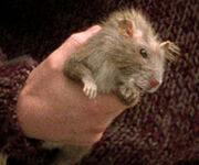 Scabbers hppoa