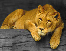 Lioness, Olomouc