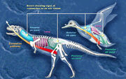 Dino bird h