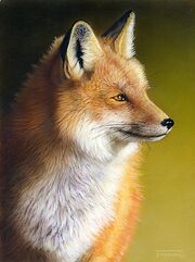 Red fox